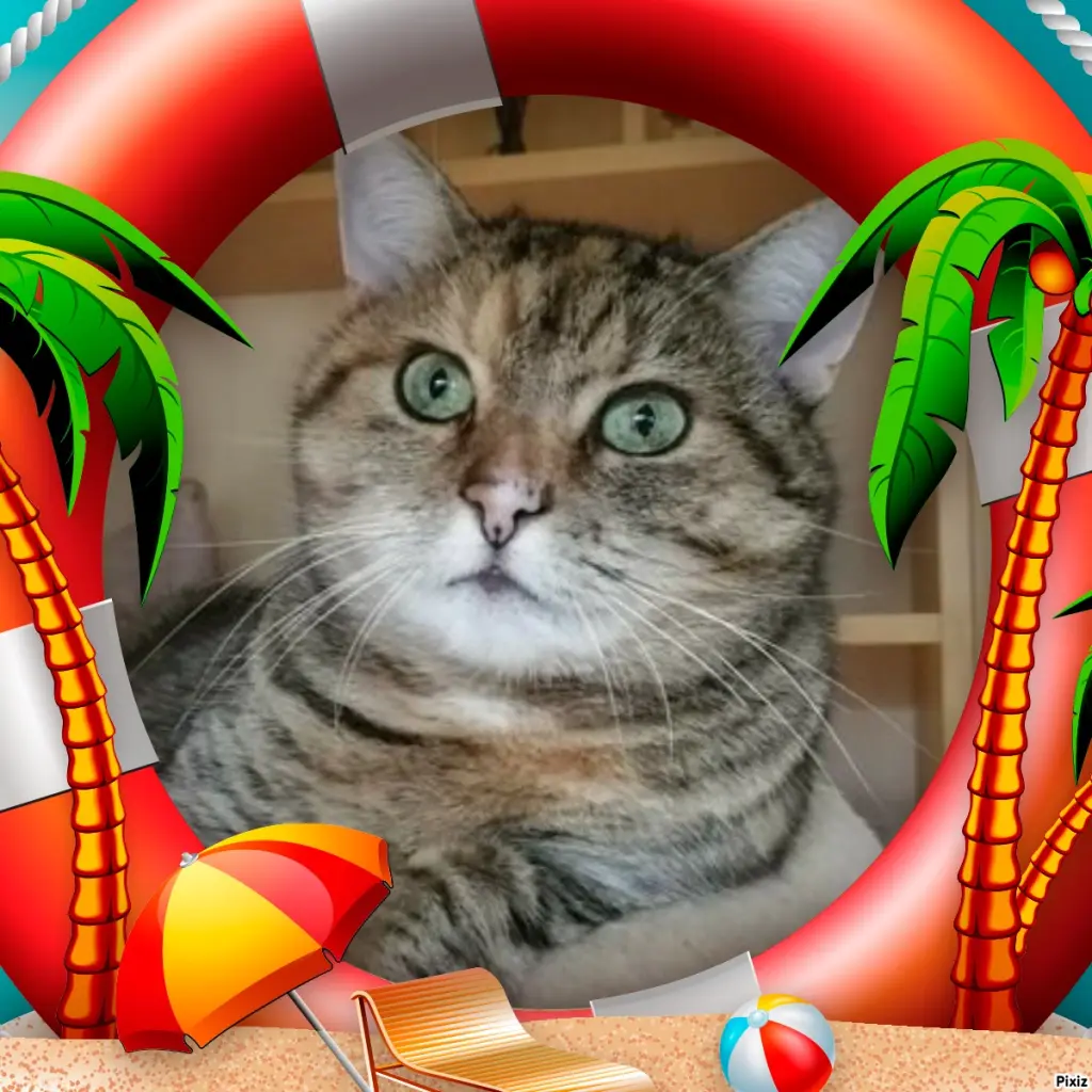 Condolence image of Tanja mit Timmy im Herzen 