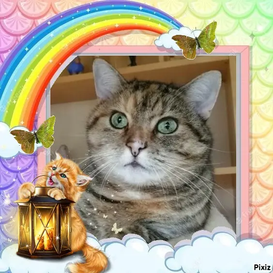 Condolence image of Tanja mit Timmy im Herzen