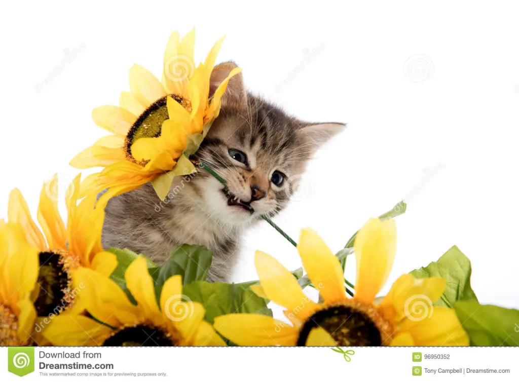 Condolence image of Corinna mit Emma, Pummelchen und anderen Sternlein im ❤️