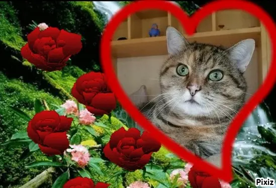 Condolence image of Tanja mit Timmy im Herzen 