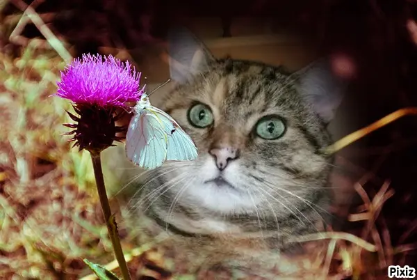 Condolence image of Tanja mit Timmy im Herzen