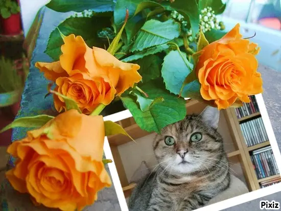 Condolence image of Tanja mit Timmy im Herzen