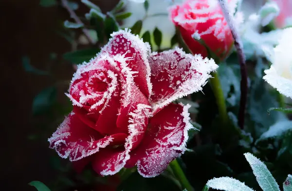 Condolence image of Marple an Pauline und Pauline-Mama