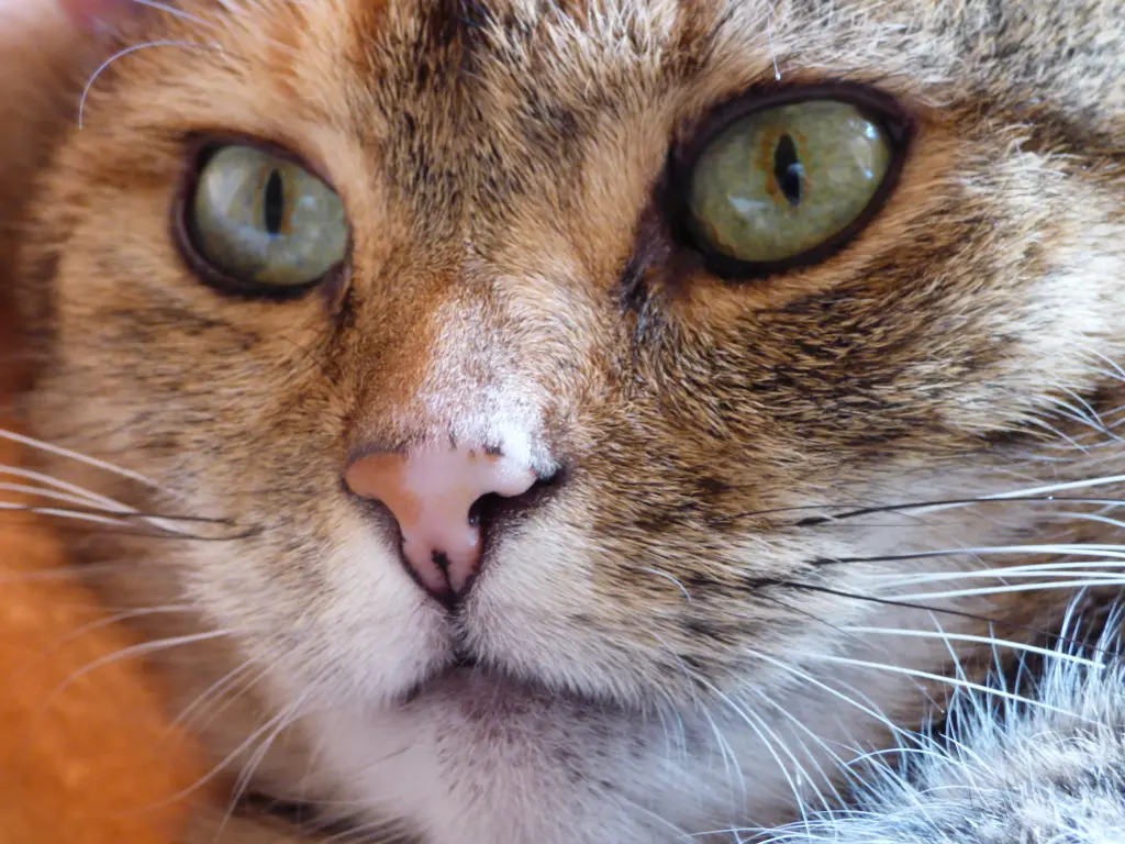 Condolence image of an mein kleines Tigermädchen