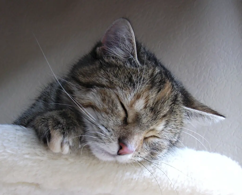 Condolence image of Für mein kleines Katzenkind