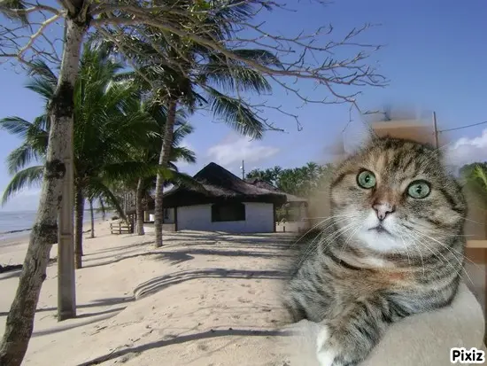 Condolence image of Tanja mit Timmy im Herzen