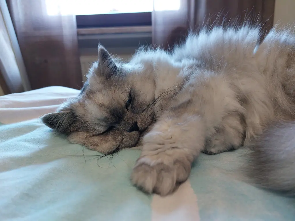 Condolence image of Leonie für mein Schwesterchen Pauline ❤️