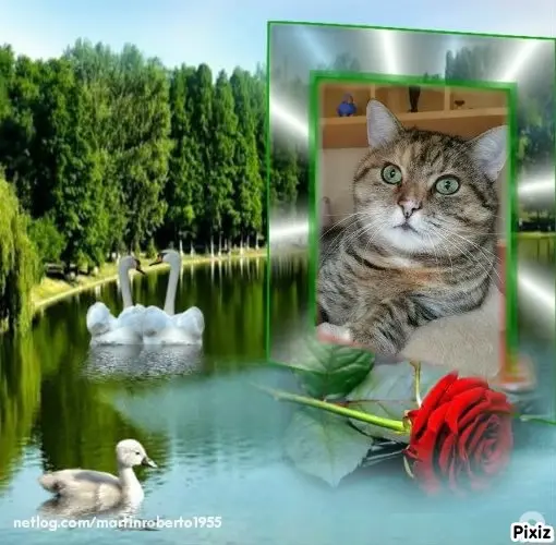 Condolence image of Tanja mit Timmy im Herzen