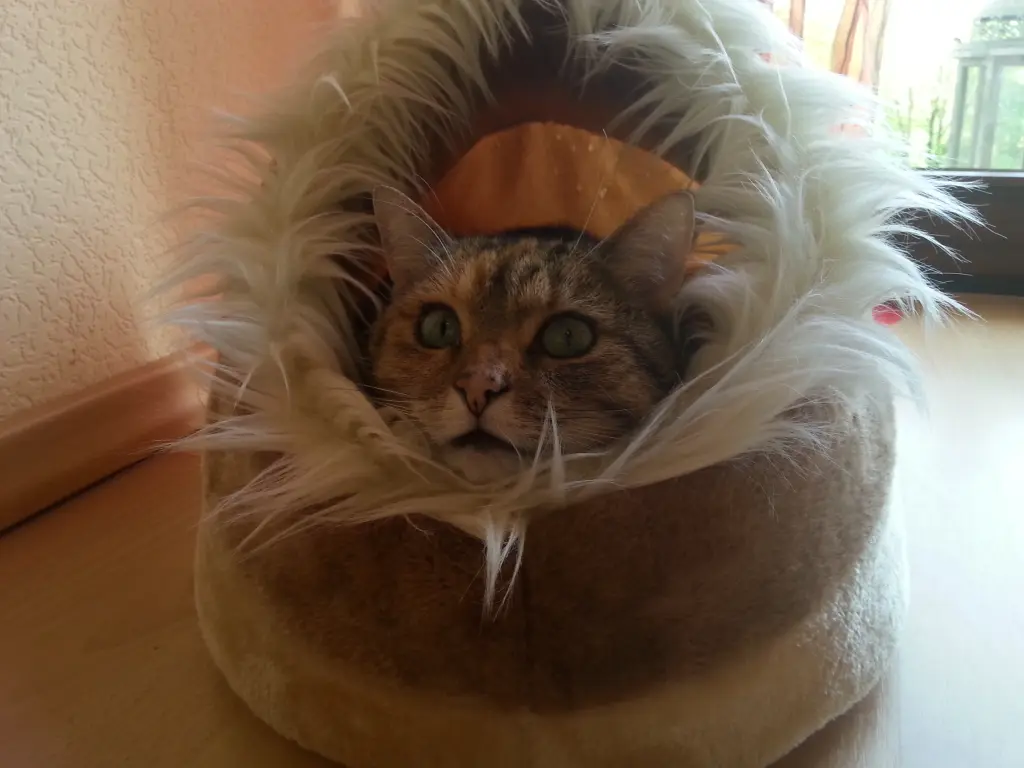 Condolence image of Daniela für mein Engelchen ❤️