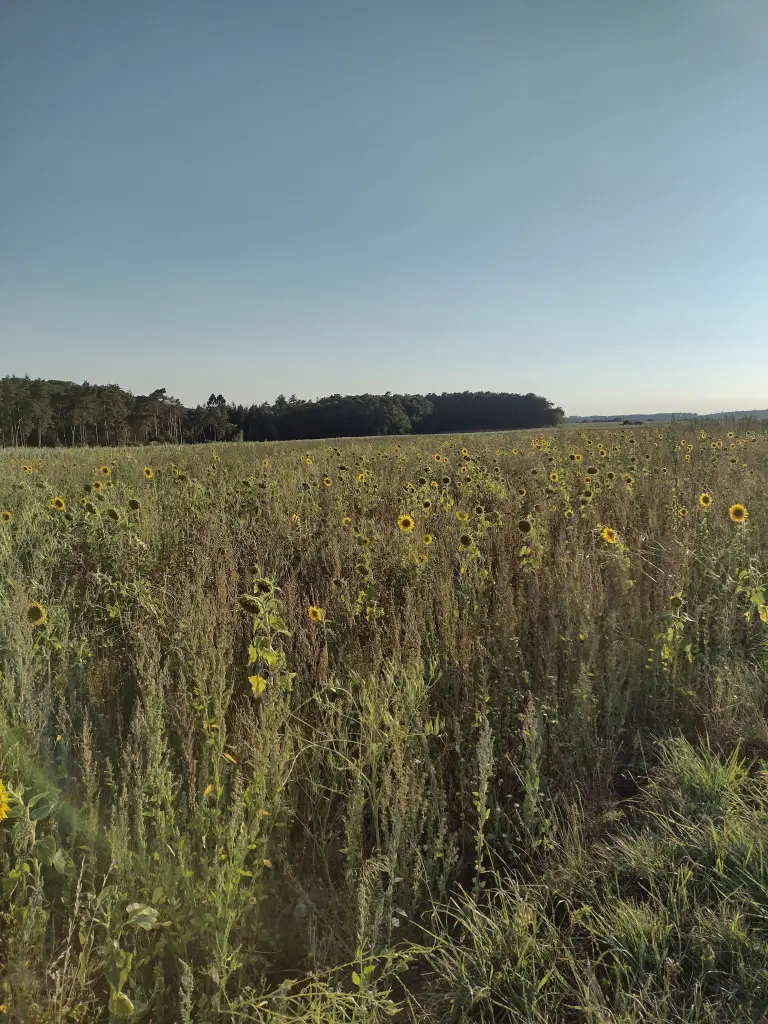 Condolence image of Corinna mit Emma, Pummelchen und anderen Sternlein im Herzen