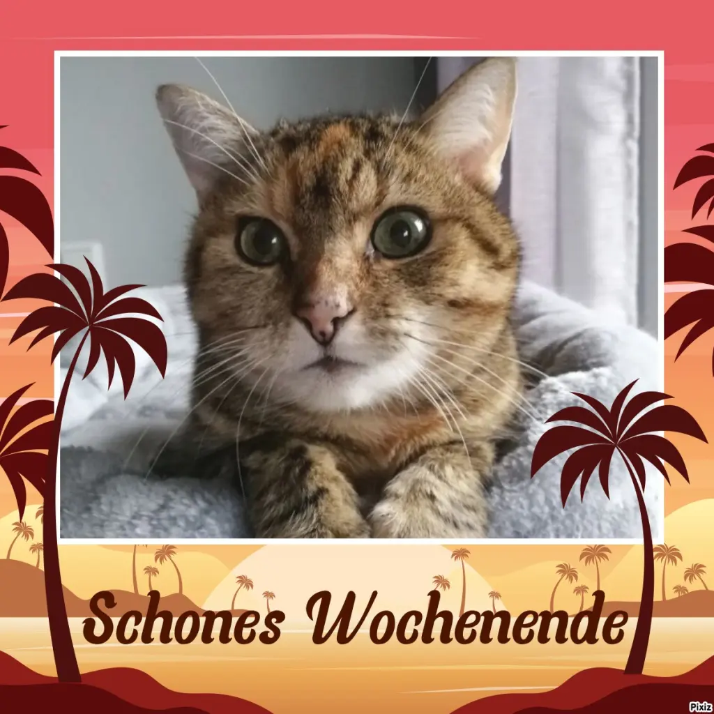 Condolence image of Patricia mit Bunny ❤