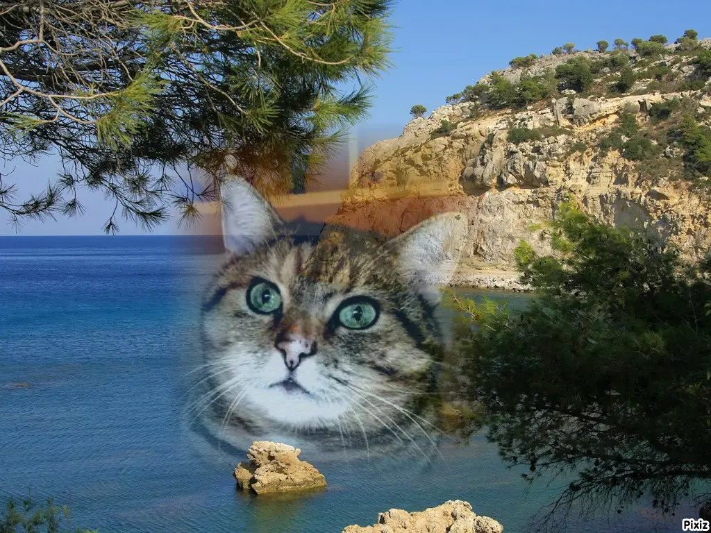 Condolence image of Tanja mit Timmy im Herzen 