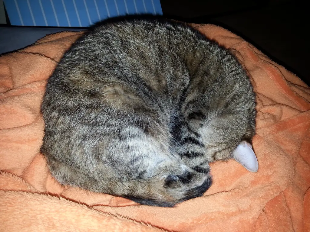 Condolence image of an mein Tigermädchen ❤️