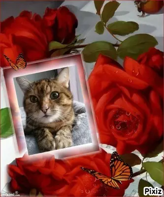 Condolence image of Patricia mit Bunny ❤