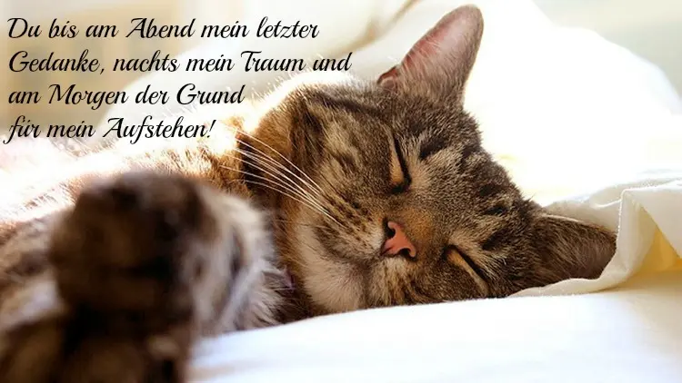 Condolence image of Katrin mit Katzi im ❤️