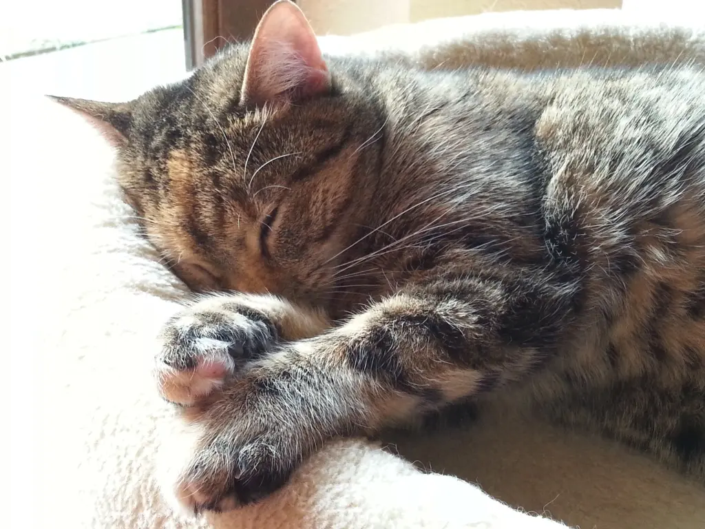 Condolence image of Für Pauline ❤️