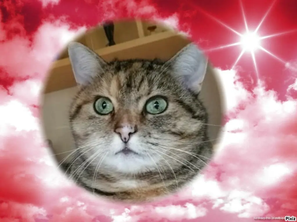 Condolence image of Tanja mit Timmy im Herzen 