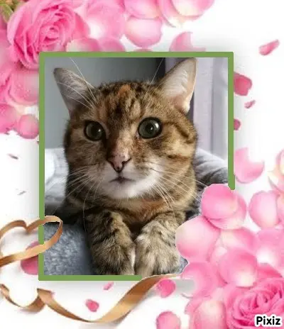 Condolence image of Dankeschön ❤️