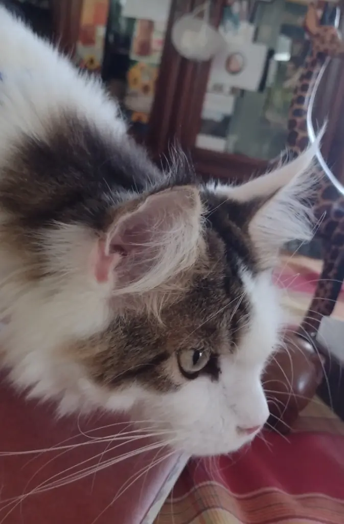 Condolence image of Corinna mit Emmeli an meiner Seite