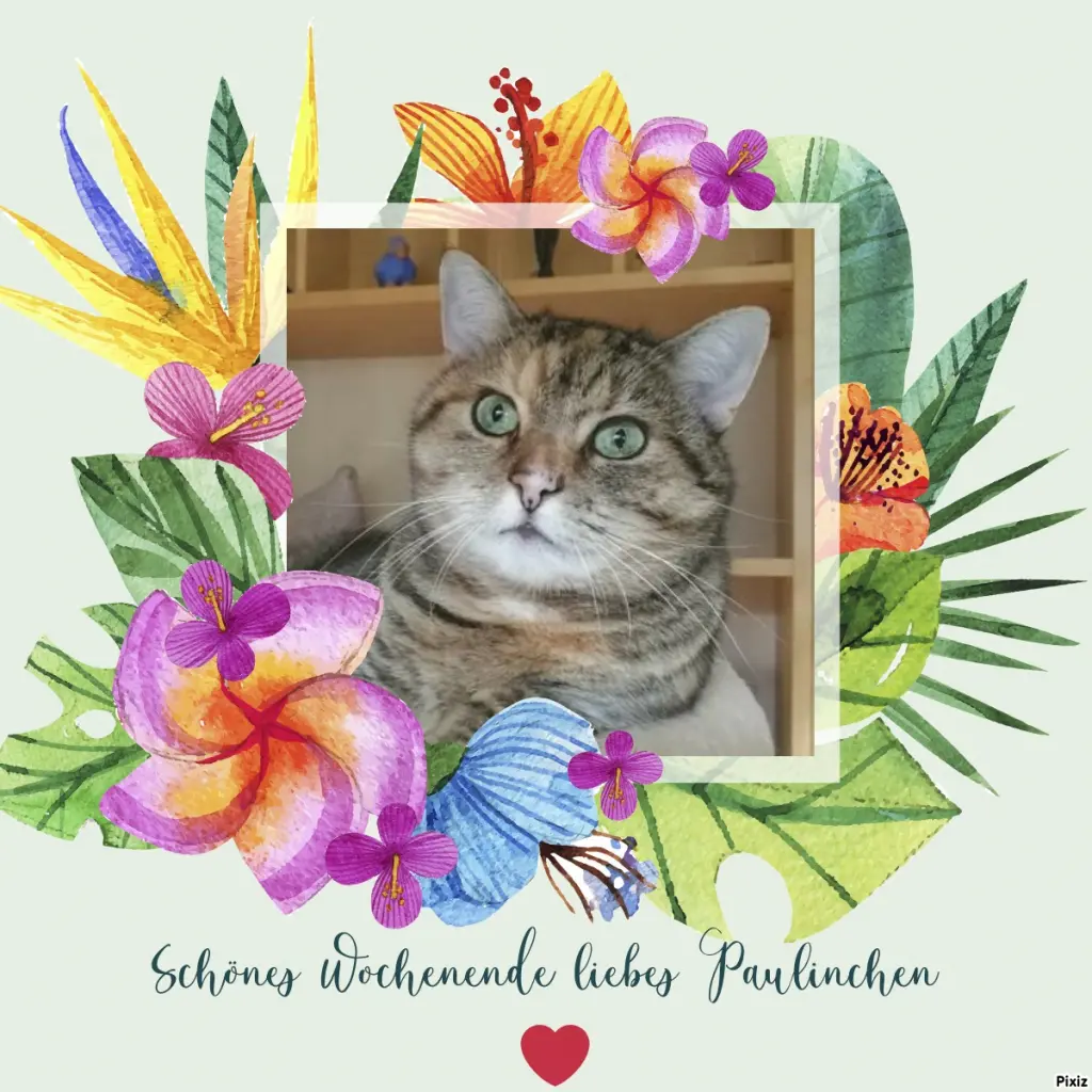 Condolence image of Tanja mit Timmy im Herzen 