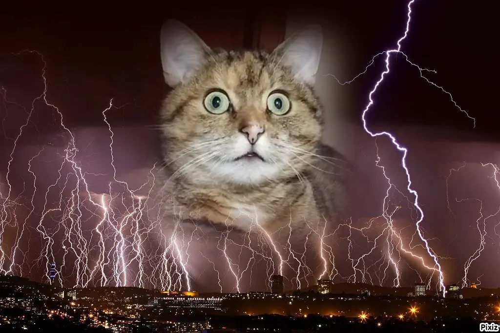 Condolence image of Patricia mit Bunny ❤