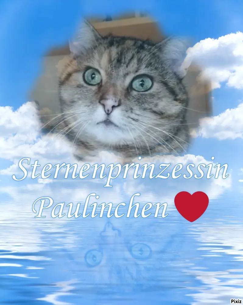 Condolence image of Tanja mit Timmy im Herzen 