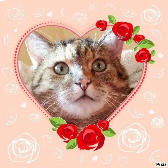 Condolence image of Sternchenpost ⭐