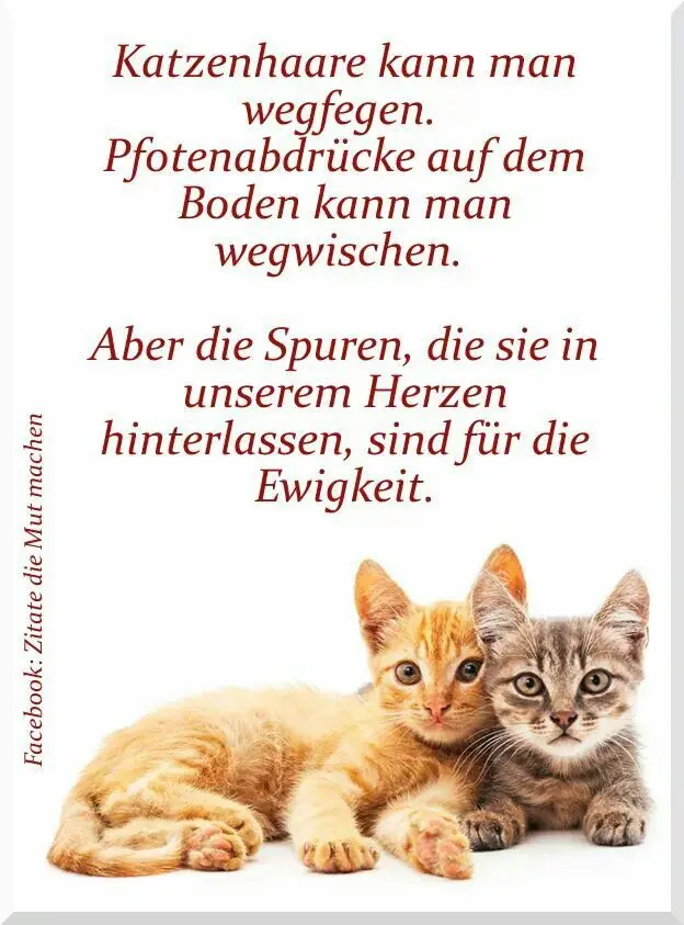 Condolence image of Katrin mit Katzi im ❤️