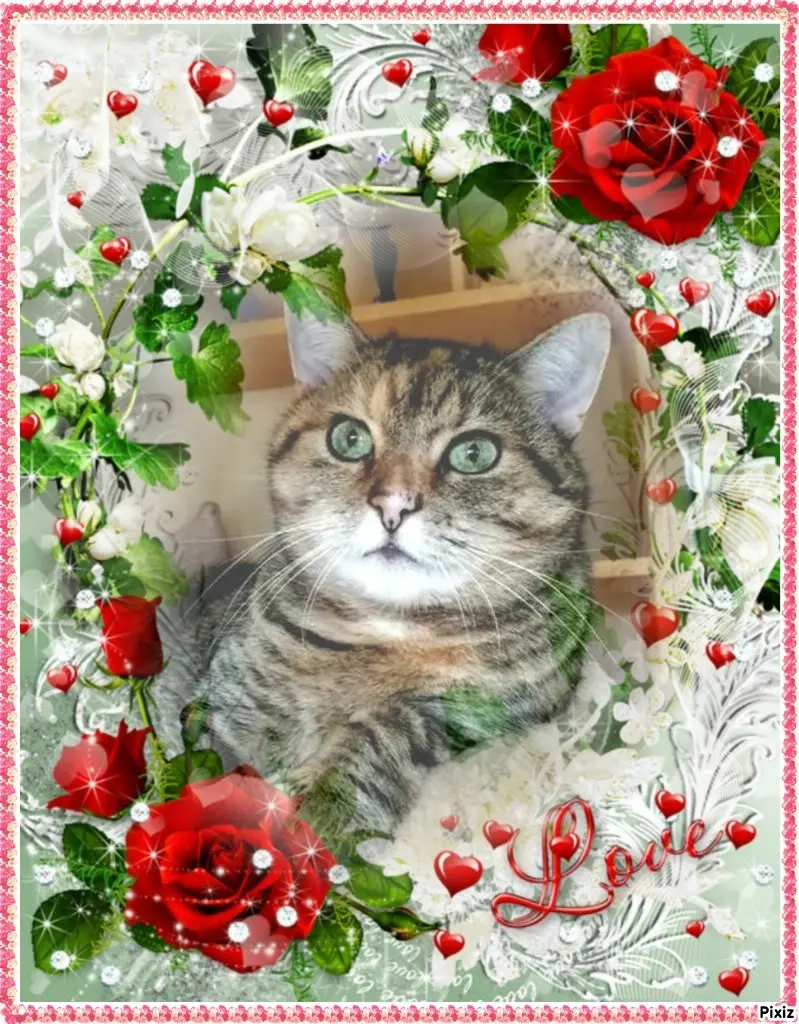 Condolence image of Tanja mit Timmy im Herzen