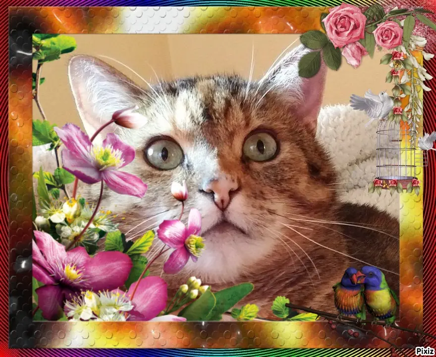 Condolence image of Patricia mit Bunny ❤