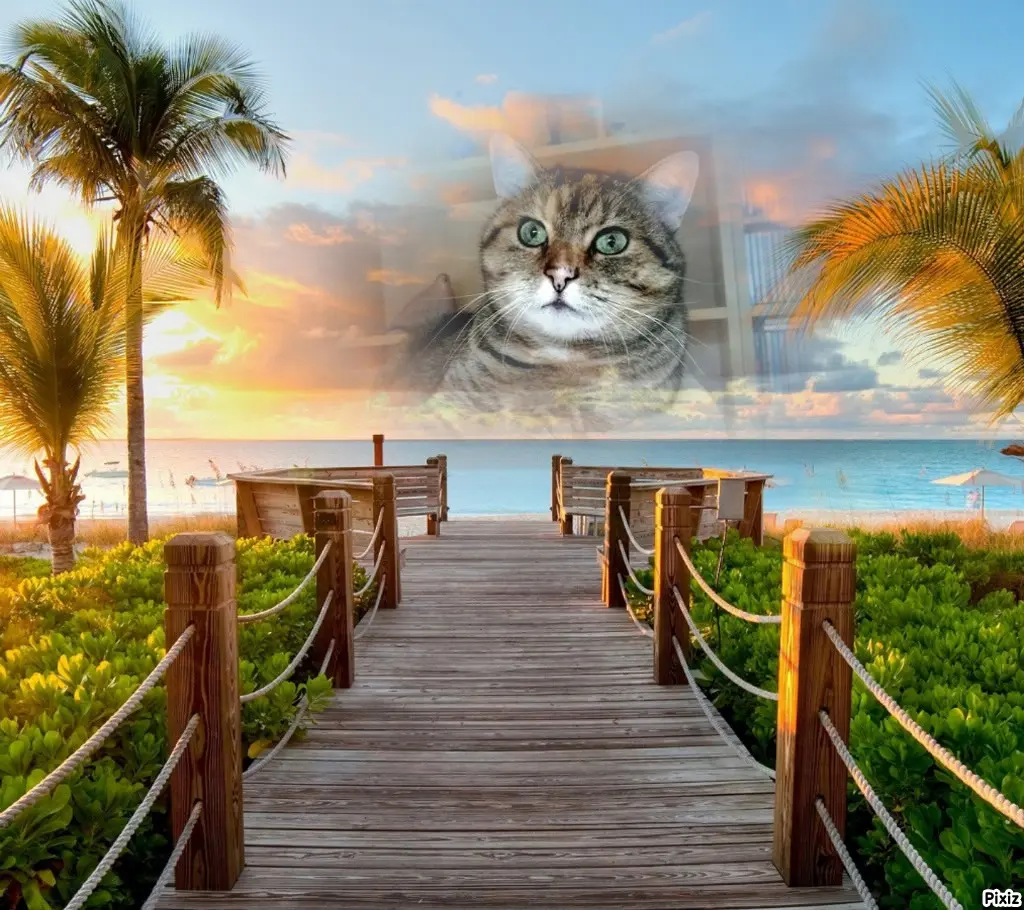 Condolence image of Tanja mit Timmy im Herzen 