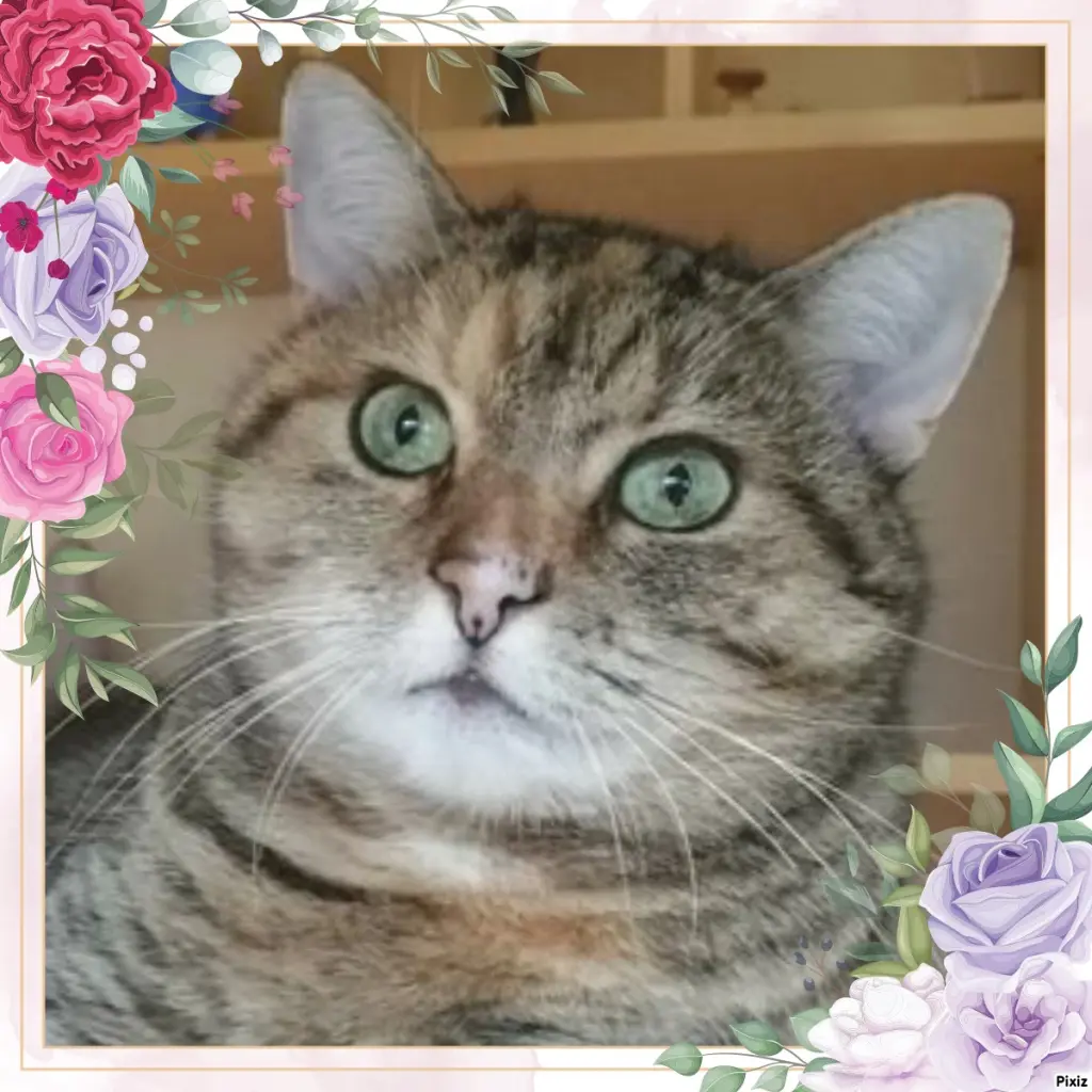 Condolence image of Tanja mit Timmy im Herzen 