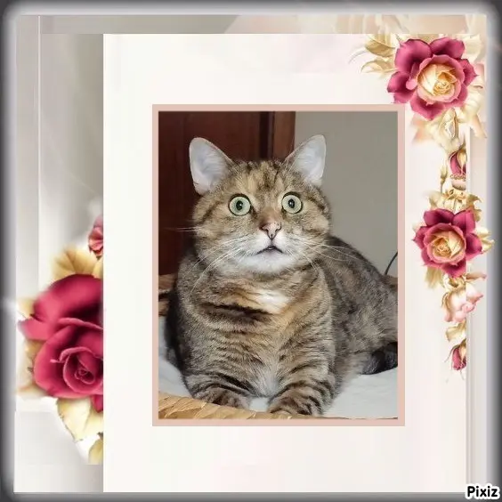 Condolence image of Patricia mit Bunny ❤️ 