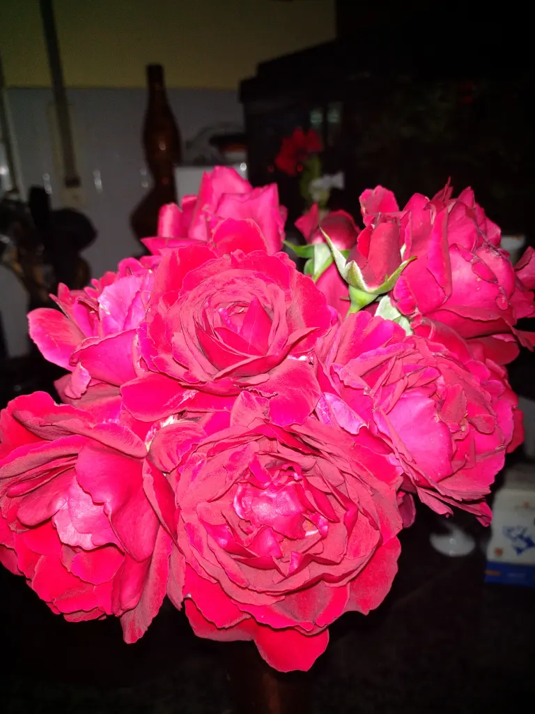 Condolence image of Corinna mit Emma, Pummelchen und anderen Sternlein im ❤️