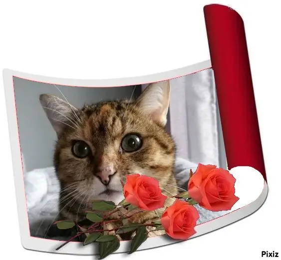 Condolence image of Patricia mit Bunny ❤️