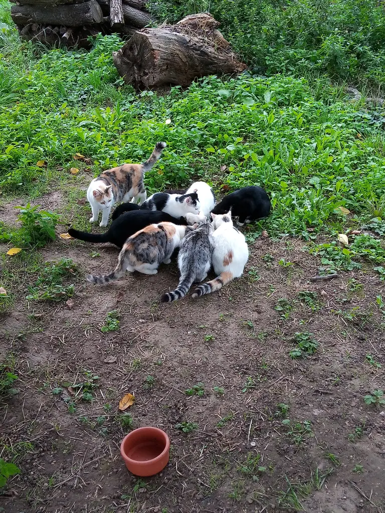 Condolence image of Für das kleine Sternchen Paulinchen ❤️