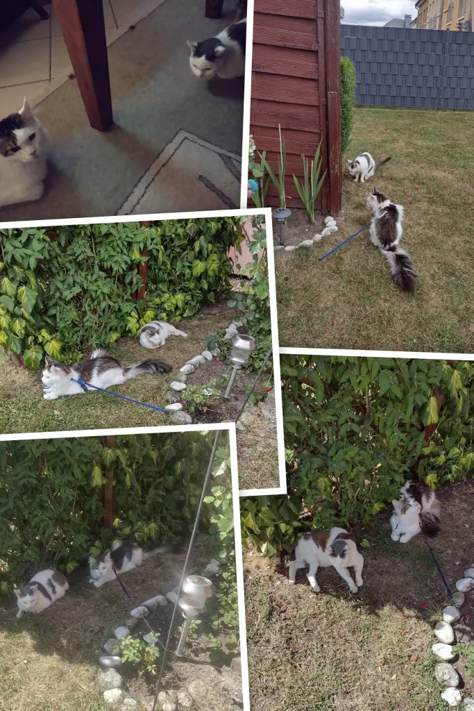 Condolence image of Corinna mit Emma, Pummelchen und anderen Sternlein im Herzen
