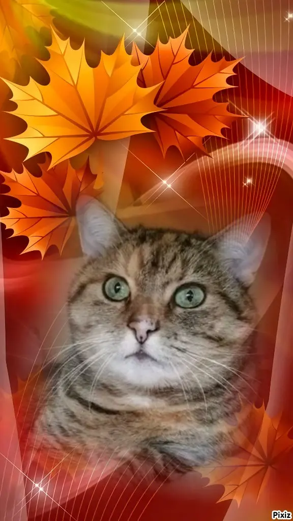 Condolence image of Tanja mit Timmy im Herzen