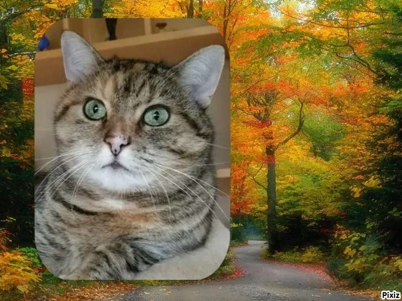 Condolence image of Tanja mit Timmy im Herzen