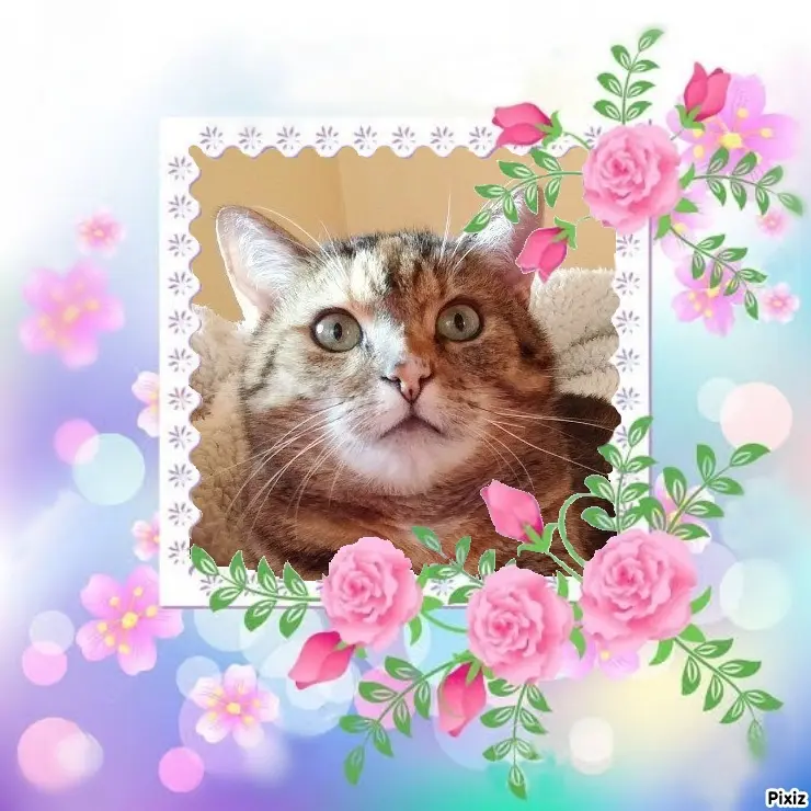 Condolence image of Patricia mit Bunny ❤️