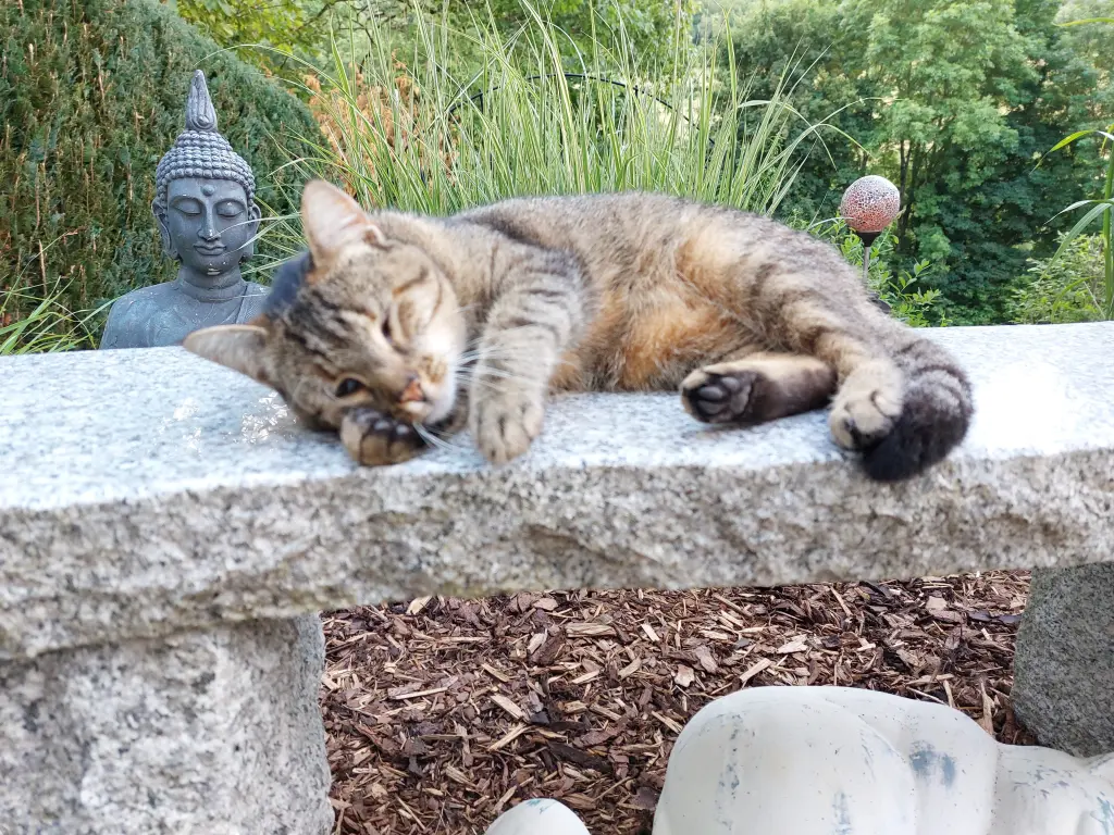 Condolence image of Für Pauline ❤️