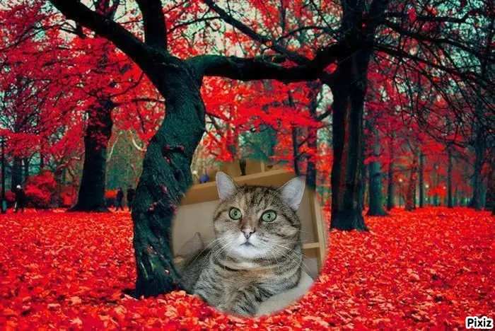 Condolence image of Tanja mit Timmy im Herzen