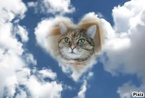 Condolence image of Tanja mit Timmy im Herzen