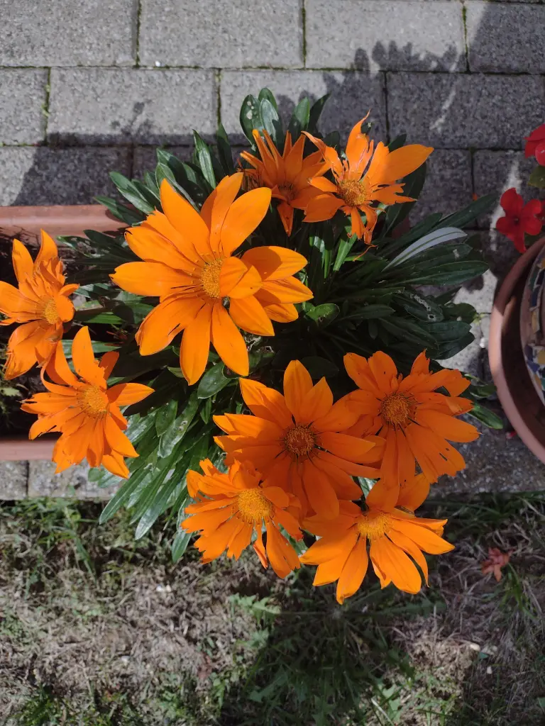 Condolence image of Corinna mit Emma, Pummelchen und anderen Sternlein im ❤️
