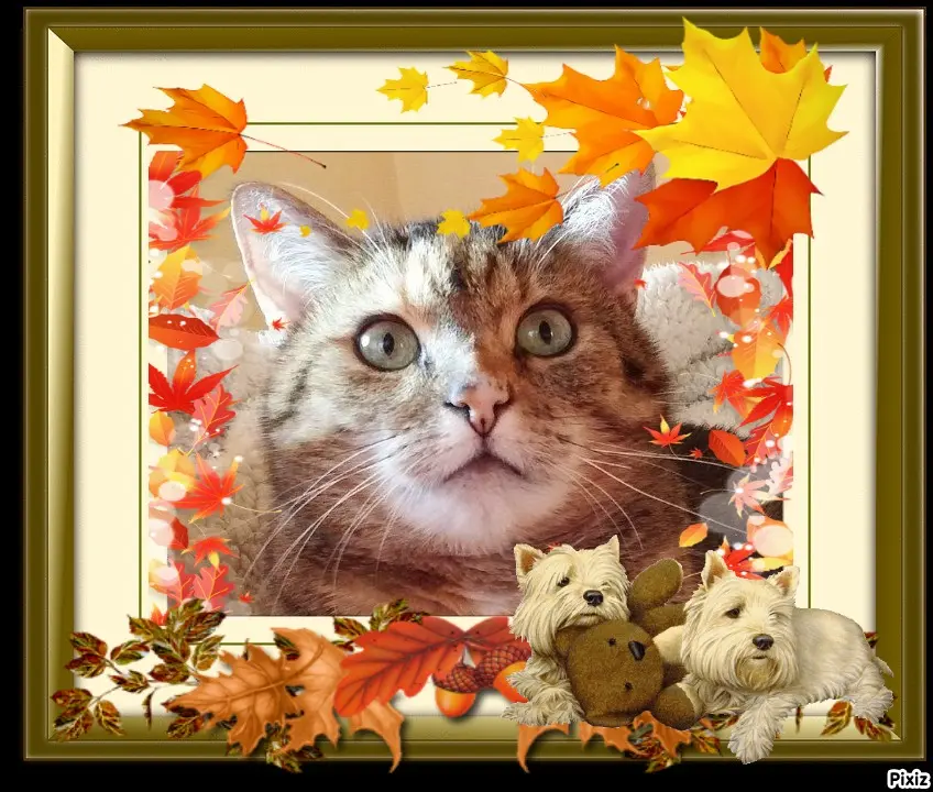 Condolence image of Patricia mit Bunny ❤️ 