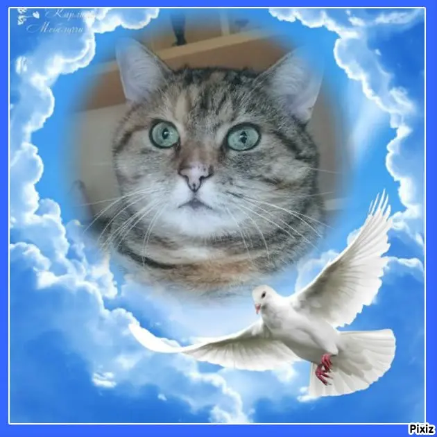 Condolence image of Tanja mit Timmy im Herzen 