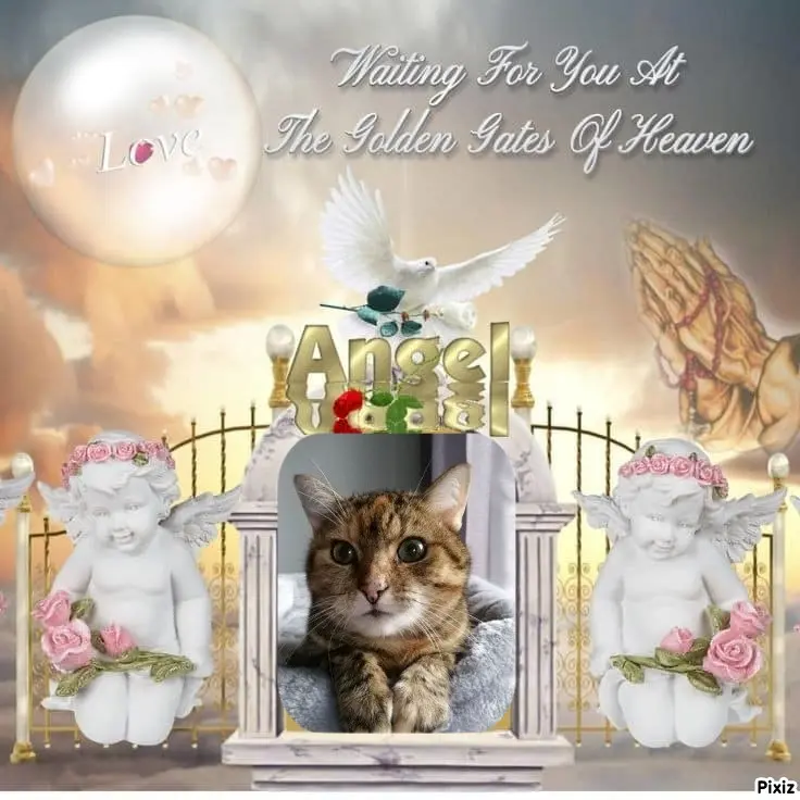 Condolence image of Sternchenpost ⭐