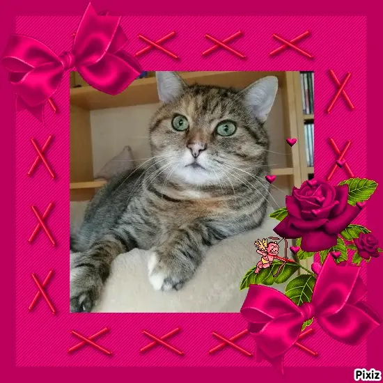 Condolence image of Tanja mit Timmy im Herzen 