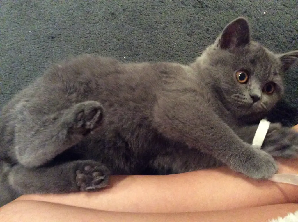 Condolence image of An Paulinchen und Mama Daniela❤️