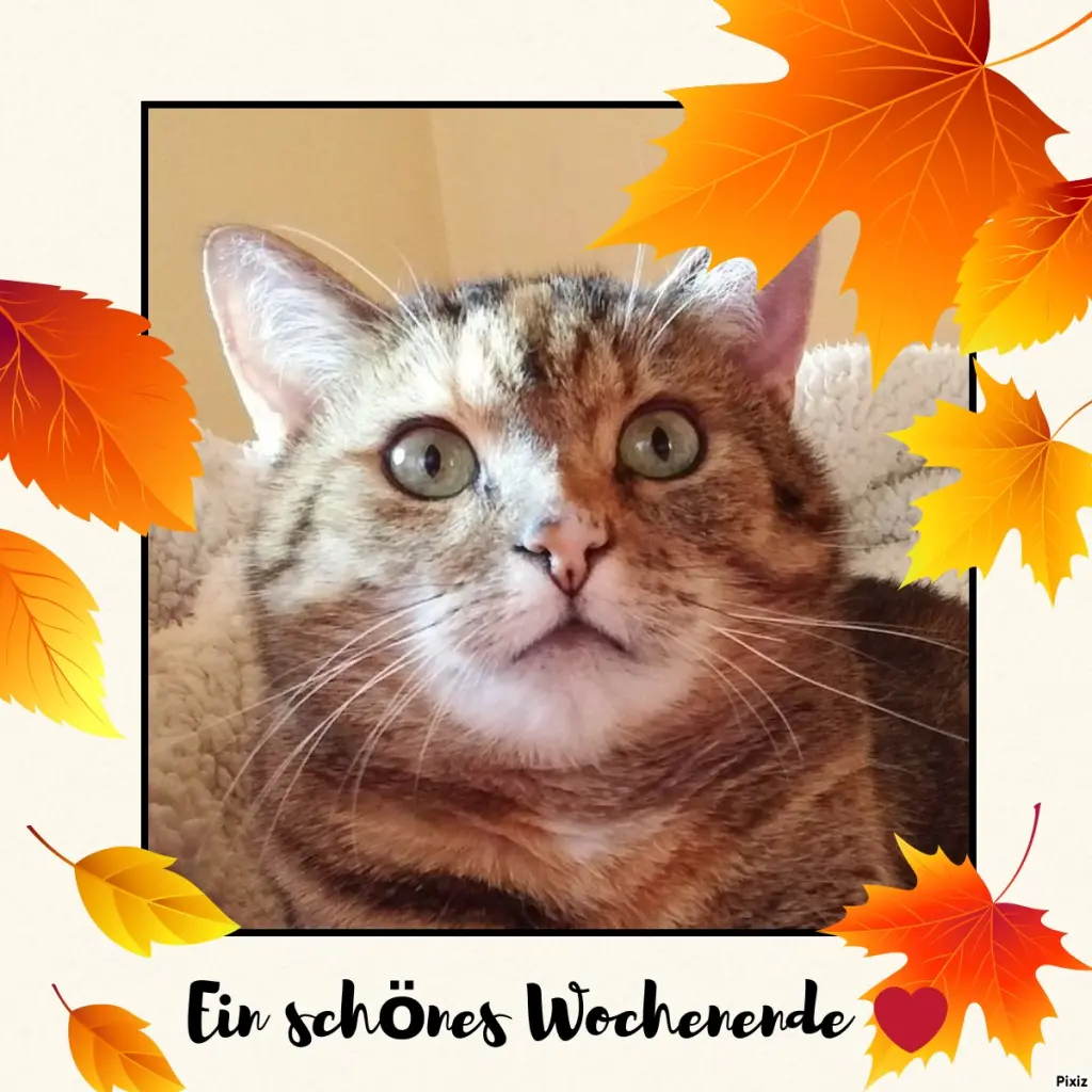 Condolence image of Patricia mit Bunny ❤️ 